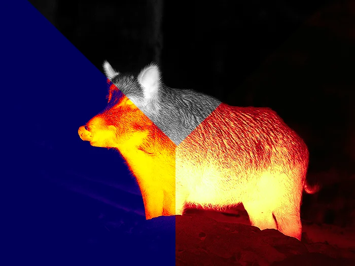 Binox 6 Dual – Jumelles multispectrales Jour/Nuit/Thermique ATN