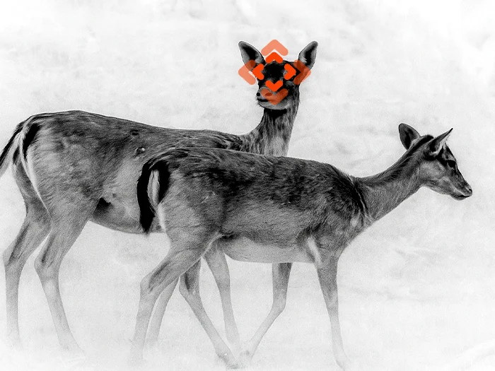 Binox 6 Dual – Jumelles multispectrales Jour/Nuit/Thermique ATN